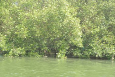 Mangrove Ormanı, Bangladeş 'teki Cox' s Bazar 'da, Bakkhali Nehri boyunca gelgitte. Bölgenin en önemli nehrini koruyan yoğun yeşil ağaçlar.
