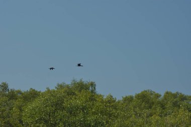 Mangrove Ormanı, Bangladeş 'teki Cox' s Bazar 'da, Bakkhali Nehri boyunca gelgitte. Bölgenin en önemli nehrini koruyan yoğun yeşil ağaçlar.