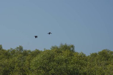 Mangrove Ormanı, Bangladeş 'teki Cox' s Bazar 'da, Bakkhali Nehri boyunca gelgitte. Bölgenin en önemli nehrini koruyan yoğun yeşil ağaçlar.