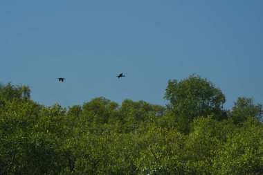 Mangrove Ormanı, Bangladeş 'teki Cox' s Bazar 'da, Bakkhali Nehri boyunca gelgitte. Bölgenin en önemli nehrini koruyan yoğun yeşil ağaçlar.