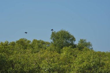 Mangrove Ormanı, Bangladeş 'teki Cox' s Bazar 'da, Bakkhali Nehri boyunca gelgitte. Bölgenin en önemli nehrini koruyan yoğun yeşil ağaçlar.