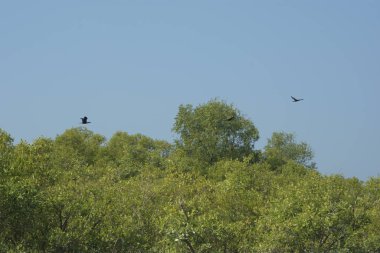 Mangrove Ormanı, Bangladeş 'teki Cox' s Bazar 'da, Bakkhali Nehri boyunca gelgitte. Bölgenin en önemli nehrini koruyan yoğun yeşil ağaçlar.