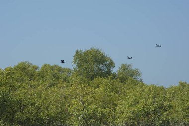 Mangrove Ormanı, Bangladeş 'teki Cox' s Bazar 'da, Bakkhali Nehri boyunca gelgitte. Bölgenin en önemli nehrini koruyan yoğun yeşil ağaçlar.