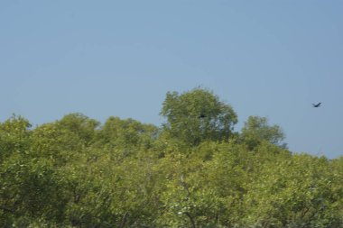 Mangrove Ormanı, Bangladeş 'teki Cox' s Bazar 'da, Bakkhali Nehri boyunca gelgitte. Bölgenin en önemli nehrini koruyan yoğun yeşil ağaçlar.