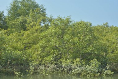 Mangrove Ormanı, Bangladeş 'teki Cox' s Bazar 'da, Bakkhali Nehri boyunca gelgitte. Bölgenin en önemli nehrini koruyan yoğun yeşil ağaçlar.