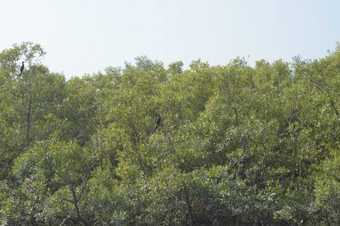 Mangrove Ormanı, Bangladeş 'teki Cox' s Bazar 'da, Bakkhali Nehri boyunca gelgitte. Bölgenin en önemli nehrini koruyan yoğun yeşil ağaçlar.