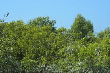 Mangrove Ormanı, Bangladeş 'teki Cox' s Bazar 'da, Bakkhali Nehri boyunca gelgitte. Bölgenin en önemli nehrini koruyan yoğun yeşil ağaçlar.
