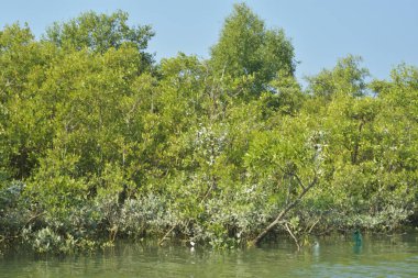 Mangrove Ormanı, Bangladeş 'teki Cox' s Bazar 'da, Bakkhali Nehri boyunca gelgitte. Bölgenin en önemli nehrini koruyan yoğun yeşil ağaçlar.