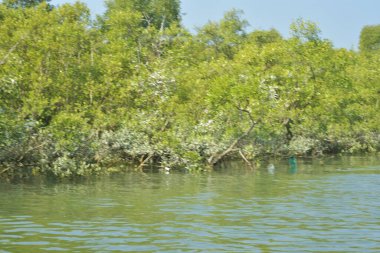 Mangrove Ormanı, Bangladeş 'teki Cox' s Bazar 'da, Bakkhali Nehri boyunca gelgitte. Bölgenin en önemli nehrini koruyan yoğun yeşil ağaçlar.