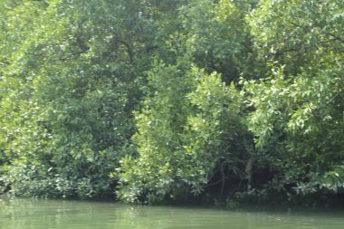 Mangrove Ormanı, Bangladeş 'teki Cox' s Bazar 'da, Bakkhali Nehri boyunca gelgitte. Bölgenin en önemli nehrini koruyan yoğun yeşil ağaçlar.