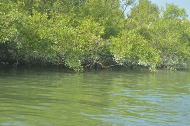 Mangrove Ormanı, Bangladeş 'teki Cox' s Bazar 'da, Bakkhali Nehri boyunca gelgitte. Bölgenin en önemli nehrini koruyan yoğun yeşil ağaçlar.