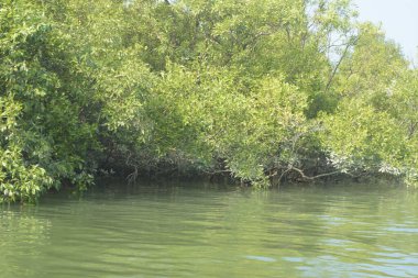 Mangrove Ormanı, Bangladeş 'teki Cox' s Bazar 'da, Bakkhali Nehri boyunca gelgitte. Bölgenin en önemli nehrini koruyan yoğun yeşil ağaçlar.