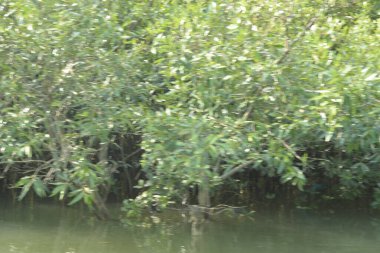 Mangrove Ormanı, Bangladeş 'teki Cox' s Bazar 'da, Bakkhali Nehri boyunca gelgitte. Bölgenin en önemli nehrini koruyan yoğun yeşil ağaçlar.
