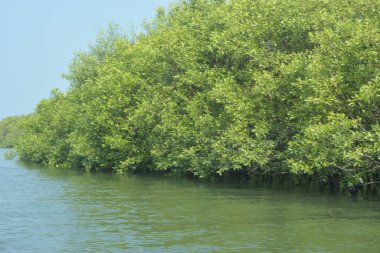 Mangrove Ormanı, Bangladeş 'teki Cox' s Bazar 'da, Bakkhali Nehri boyunca gelgitte. Bölgenin en önemli nehrini koruyan yoğun yeşil ağaçlar.