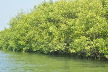 Mangrove Ormanı, Bangladeş 'teki Cox' s Bazar 'da, Bakkhali Nehri boyunca gelgitte. Bölgenin en önemli nehrini koruyan yoğun yeşil ağaçlar.