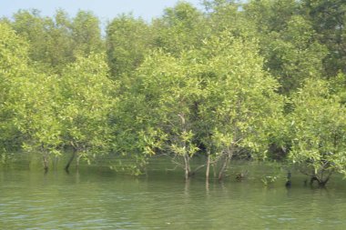 Mangrove Ormanı, Bangladeş 'teki Cox' s Bazar 'da, Bakkhali Nehri boyunca gelgitte. Bölgenin en önemli nehrini koruyan yoğun yeşil ağaçlar.