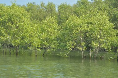 Mangrove Ormanı, Bangladeş 'teki Cox' s Bazar 'da, Bakkhali Nehri boyunca gelgitte. Bölgenin en önemli nehrini koruyan yoğun yeşil ağaçlar.