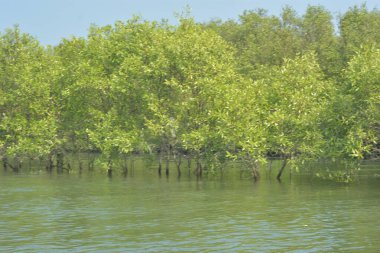 Mangrove Ormanı, Bangladeş 'teki Cox' s Bazar 'da, Bakkhali Nehri boyunca gelgitte. Bölgenin en önemli nehrini koruyan yoğun yeşil ağaçlar.