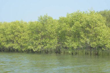 Mangrove Ormanı, Bangladeş 'teki Cox' s Bazar 'da, Bakkhali Nehri boyunca gelgitte. Bölgenin en önemli nehrini koruyan yoğun yeşil ağaçlar.