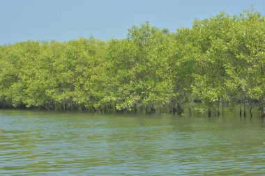 Mangrove Ormanı, Bangladeş 'teki Cox' s Bazar 'da, Bakkhali Nehri boyunca gelgitte. Bölgenin en önemli nehrini koruyan yoğun yeşil ağaçlar.