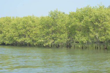 Mangrove Ormanı, Bangladeş 'teki Cox' s Bazar 'da, Bakkhali Nehri boyunca gelgitte. Bölgenin en önemli nehrini koruyan yoğun yeşil ağaçlar.