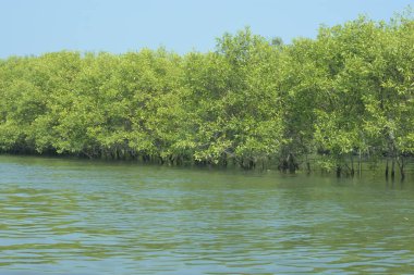 Mangrove Ormanı, Bangladeş 'teki Cox' s Bazar 'da, Bakkhali Nehri boyunca gelgitte. Bölgenin en önemli nehrini koruyan yoğun yeşil ağaçlar.