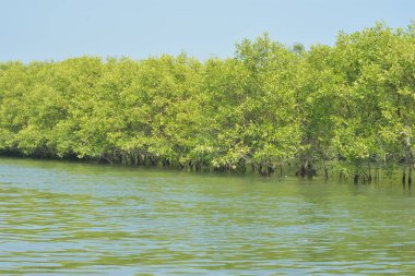 Mangrove Ormanı, Bangladeş 'teki Cox' s Bazar 'da, Bakkhali Nehri boyunca gelgitte. Bölgenin en önemli nehrini koruyan yoğun yeşil ağaçlar.
