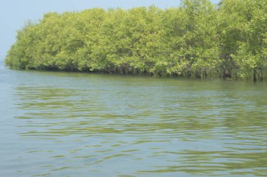 Mangrove Ormanı, Bangladeş 'teki Cox' s Bazar 'da, Bakkhali Nehri boyunca gelgitte. Bölgenin en önemli nehrini koruyan yoğun yeşil ağaçlar.