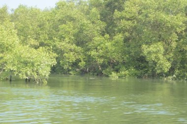 Mangrove Ormanı, Bangladeş 'teki Cox' s Bazar 'da, Bakkhali Nehri boyunca gelgitte. Bölgenin en önemli nehrini koruyan yoğun yeşil ağaçlar.