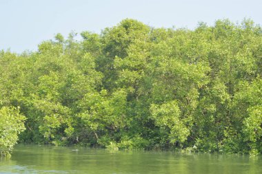 Mangrove Ormanı, Bangladeş 'teki Cox' s Bazar 'da, Bakkhali Nehri boyunca gelgitte. Bölgenin en önemli nehrini koruyan yoğun yeşil ağaçlar.