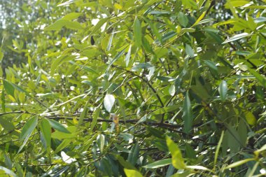 Coxs Bazar, Bangladeş 'teki Bakkhali Nehri boyunca uzanan mangrov ormanının yüksek gelgit manzarası, doğal ışık altında yakalanan yemyeşil gölgelerin kıyı ekolojisi, esneklik ve sükuneti ön plana çıkarmak için nehir suyunu yansıttığını gösteriyor..