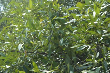 Coxs Bazar, Bangladeş 'teki Bakkhali Nehri boyunca uzanan mangrov ormanının yüksek gelgit manzarası, doğal ışık altında yakalanan yemyeşil gölgelerin kıyı ekolojisi, esneklik ve sükuneti ön plana çıkarmak için nehir suyunu yansıttığını gösteriyor..