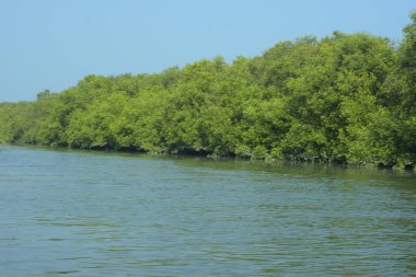 Coxs Bazar, Bangladeş 'teki Bakkhali Nehri boyunca uzanan mangrov ormanının yüksek gelgit manzarası, doğal ışık altında yakalanan yemyeşil gölgelerin kıyı ekolojisi, esneklik ve sükuneti ön plana çıkarmak için nehir suyunu yansıttığını gösteriyor..