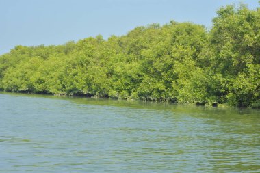 Coxs Bazar, Bangladeş 'teki Bakkhali Nehri boyunca uzanan mangrov ormanının yüksek gelgit manzarası, doğal ışık altında yakalanan yemyeşil gölgelerin kıyı ekolojisi, esneklik ve sükuneti ön plana çıkarmak için nehir suyunu yansıttığını gösteriyor..