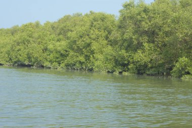 Coxs Bazar, Bangladeş 'teki Bakkhali Nehri boyunca uzanan mangrov ormanının yüksek gelgit manzarası, doğal ışık altında yakalanan yemyeşil gölgelerin kıyı ekolojisi, esneklik ve sükuneti ön plana çıkarmak için nehir suyunu yansıttığını gösteriyor..