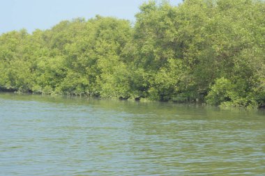 Coxs Bazar, Bangladeş 'teki Bakkhali Nehri boyunca uzanan mangrov ormanının yüksek gelgit manzarası, doğal ışık altında yakalanan yemyeşil gölgelerin kıyı ekolojisi, esneklik ve sükuneti ön plana çıkarmak için nehir suyunu yansıttığını gösteriyor..