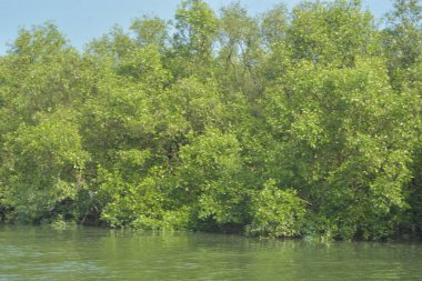 Coxs Bazar, Bangladeş 'teki Bakkhali Nehri boyunca uzanan mangrov ormanının yüksek gelgit manzarası, doğal ışık altında yakalanan yemyeşil gölgelerin kıyı ekolojisi, esneklik ve sükuneti ön plana çıkarmak için nehir suyunu yansıttığını gösteriyor..