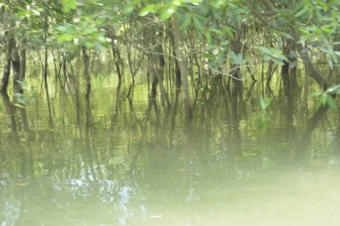 Coxs Bazar, Bangladeş 'teki Bakkhali Nehri boyunca uzanan mangrov ormanının yüksek gelgit manzarası, doğal ışık altında yakalanan yemyeşil gölgelerin kıyı ekolojisi, esneklik ve sükuneti ön plana çıkarmak için nehir suyunu yansıttığını gösteriyor..