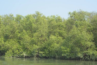 Coxs Bazar, Bangladeş 'teki Bakkhali Nehri boyunca uzanan mangrov ormanının yüksek gelgit manzarası, doğal ışık altında yakalanan yemyeşil gölgelerin kıyı ekolojisi, esneklik ve sükuneti ön plana çıkarmak için nehir suyunu yansıttığını gösteriyor..