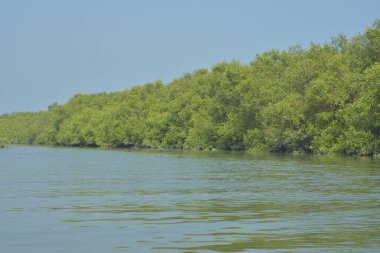 Coxs Bazar, Bangladeş 'teki Bakkhali Nehri boyunca uzanan mangrov ormanının yüksek gelgit manzarası, doğal ışık altında yakalanan yemyeşil gölgelerin kıyı ekolojisi, esneklik ve sükuneti ön plana çıkarmak için nehir suyunu yansıttığını gösteriyor..