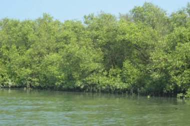 Coxs Bazar, Bangladeş 'teki Bakkhali Nehri boyunca uzanan mangrov ormanının yüksek gelgit manzarası, doğal ışık altında yakalanan yemyeşil gölgelerin kıyı ekolojisi, esneklik ve sükuneti ön plana çıkarmak için nehir suyunu yansıttığını gösteriyor..