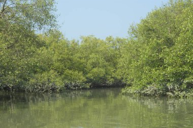 Coxs Bazar, Bangladeş 'teki Bakkhali Nehri boyunca uzanan mangrov ormanının yüksek gelgit manzarası, doğal ışık altında yakalanan yemyeşil gölgelerin kıyı ekolojisi, esneklik ve sükuneti ön plana çıkarmak için nehir suyunu yansıttığını gösteriyor..