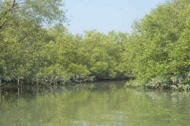 Coxs Bazar, Bangladeş 'teki Bakkhali Nehri boyunca uzanan mangrov ormanının yüksek gelgit manzarası, doğal ışık altında yakalanan yemyeşil gölgelerin kıyı ekolojisi, esneklik ve sükuneti ön plana çıkarmak için nehir suyunu yansıttığını gösteriyor..