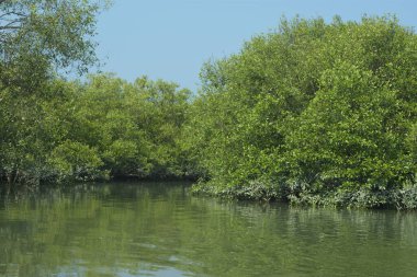 Coxs Bazar, Bangladeş 'teki Bakkhali Nehri boyunca uzanan mangrov ormanının yüksek gelgit manzarası, doğal ışık altında yakalanan yemyeşil gölgelerin kıyı ekolojisi, esneklik ve sükuneti ön plana çıkarmak için nehir suyunu yansıttığını gösteriyor..