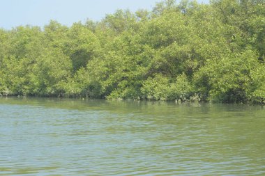 Coxs Bazar, Bangladeş 'teki Bakkhali Nehri boyunca uzanan mangrov ormanının yüksek gelgit manzarası, doğal ışık altında yakalanan yemyeşil gölgelerin kıyı ekolojisi, esneklik ve sükuneti ön plana çıkarmak için nehir suyunu yansıttığını gösteriyor..