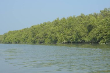 Coxs Bazar, Bangladeş 'teki Bakkhali Nehri boyunca uzanan mangrov ormanının yüksek gelgit manzarası, doğal ışık altında yakalanan yemyeşil gölgelerin kıyı ekolojisi, esneklik ve sükuneti ön plana çıkarmak için nehir suyunu yansıttığını gösteriyor..