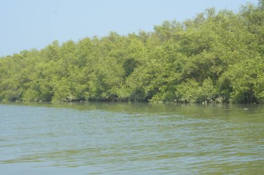 Coxs Bazar, Bangladeş 'teki Bakkhali Nehri boyunca uzanan mangrov ormanının yüksek gelgit manzarası, doğal ışık altında yakalanan yemyeşil gölgelerin kıyı ekolojisi, esneklik ve sükuneti ön plana çıkarmak için nehir suyunu yansıttığını gösteriyor..