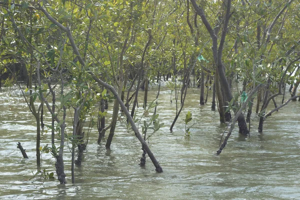 Coxs Bazar, Bangladeş 'teki Bakkhali Nehri boyunca uzanan mangrov ormanının yüksek gelgit manzarası, doğal ışık altında yakalanan yemyeşil gölgelerin kıyı ekolojisi, esneklik ve sükuneti ön plana çıkarmak için nehir suyunu yansıttığını gösteriyor..