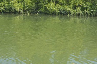 Yumuşak dalgalar ve doğal yansımalarla, mangrov ormanlarının kıyı şeridi boyunca sakin yeşil nehir suyu. Doğaya uygun barışçıl bir tropikal su manzarası, çevre kavramları ve kıyı ekosistem temaları.