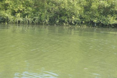 Yumuşak dalgalar ve doğal yansımalarla, mangrov ormanlarının kıyı şeridi boyunca sakin yeşil nehir suyu. Doğaya uygun barışçıl bir tropikal su manzarası, çevre kavramları ve kıyı ekosistem temaları.